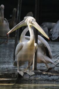 Close-up of swan by lake