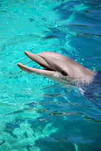 High angle view of dolphin swimming in sea