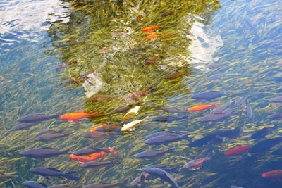 High angle view of koi carps swimming in pond