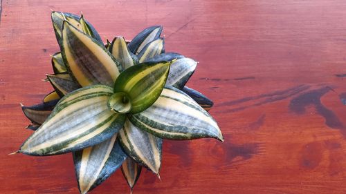 High angle view of fruit on table