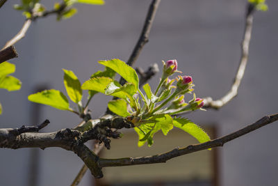 Close-up of flowering plant against tree