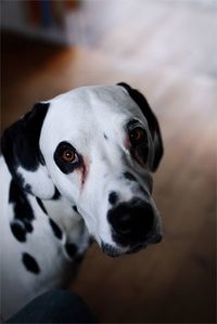 Close-up portrait of dog at home