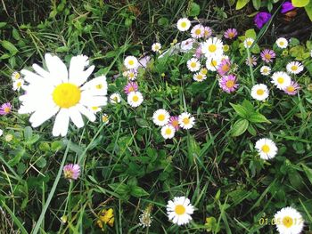 High angle view of white flowers blooming on field