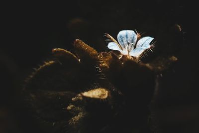 Close-up of insect over black background