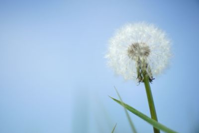 Close-up of dandelion against blue sky