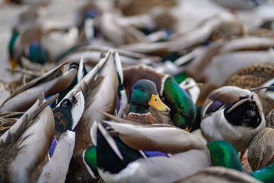 High angle view of fish in market