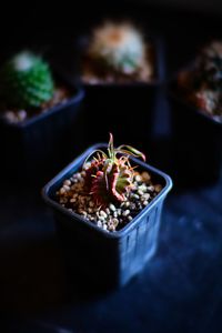 High angle view of cactus