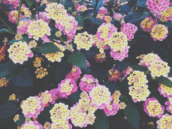 Close-up of flowers