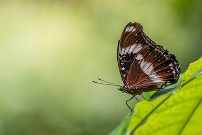 Close-up side view of butterfly against blurred background