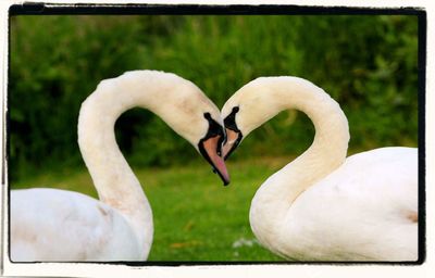 Close-up of swan