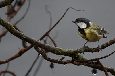 Close-up of bird perching on branch