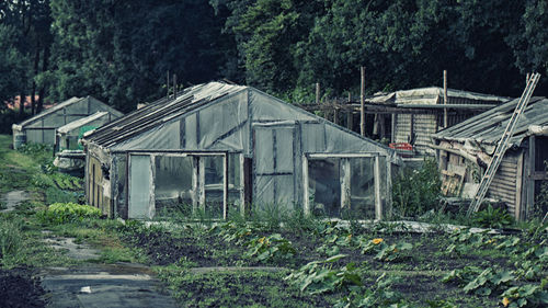 Plants in greenhouse