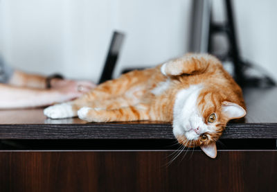 Red cat lays on the computer desk while man is using laptop. freelancer working from home.