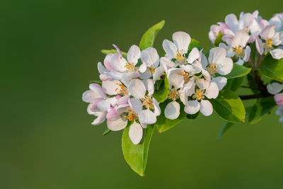 Close-up of white cherry blossoms