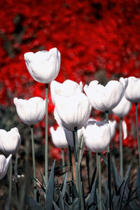 Close-up of white flowers on land
