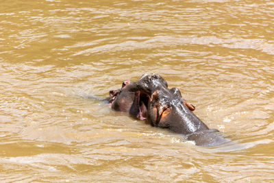 High angle view of turtle in lake