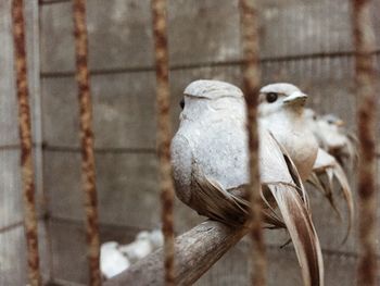 Close-up of a bird