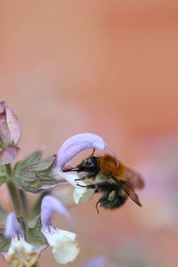 Close-up of bee pollinating on flower