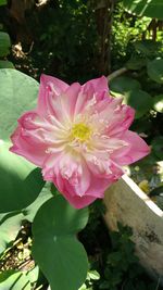 Close-up of pink flower blooming outdoors