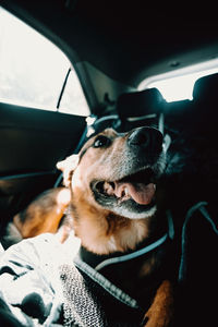 Portrait of dog in car