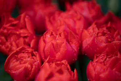 Close-up of red rose