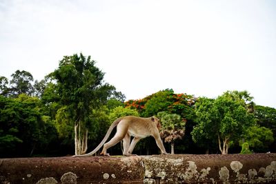 Side view of horse on field against sky