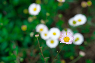 Close-up of white daisy flowers