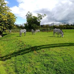 Horse grazing on field