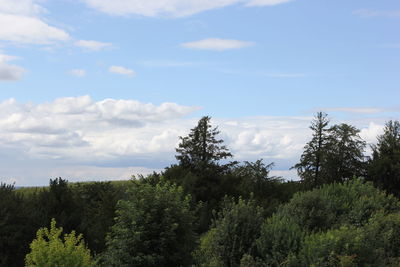 Scenic view of forest against sky