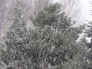 Full frame shot of frozen tree during winter