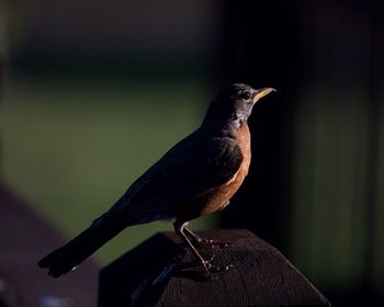 Close-up of bird perching on wood