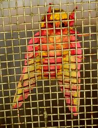 Close-up of bird in cage