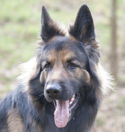 Close-up portrait of dog on field