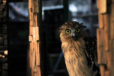 Close-up portrait of a owl