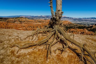 Scenic view of tree against blue sky