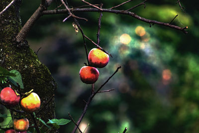 Close-up of red berries growing on tree