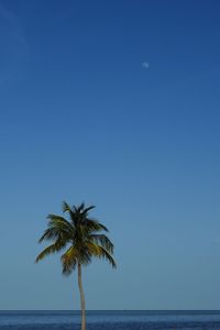 Palm tree by sea against clear blue sky