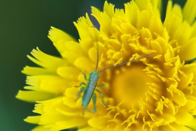 Close-up of insect on yellow flower