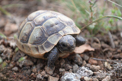 Close-up of turtle on field