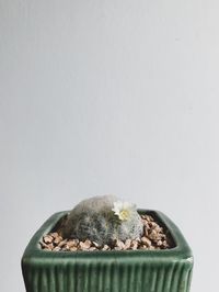 Close-up of lizard on white background