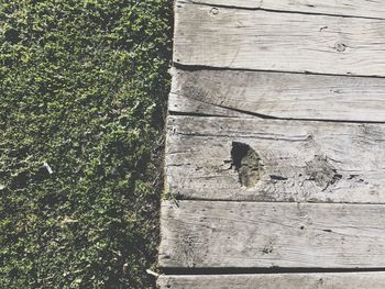 High angle view of bird on grass