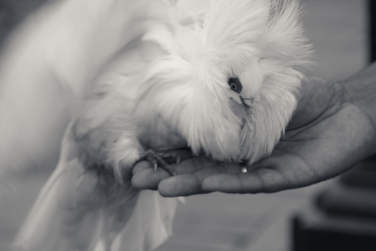 White capuchine pigeon