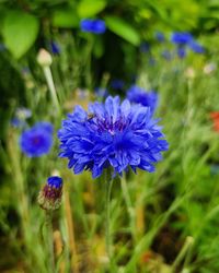 Close-up of purple flowering plant on field