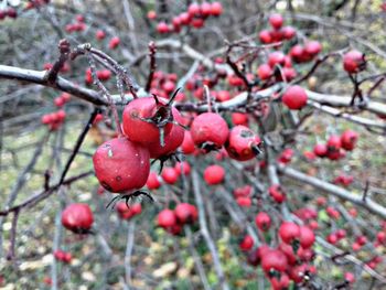 Close-up of red berries growing on tree