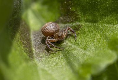 Close-up of spider