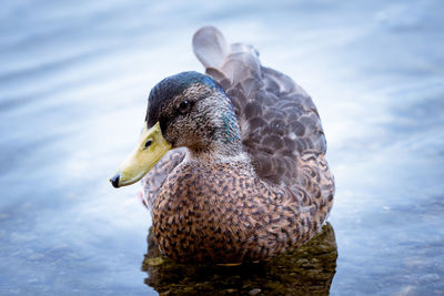 Close-up of swan swimming in lake against sky