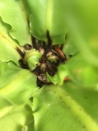 Close-up of spider on leaf