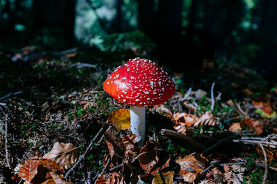 Close-up of fly agaric mushroom on field