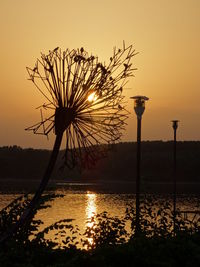 Silhouette tree by river against sky at sunset