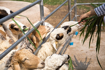 View of hand feeding